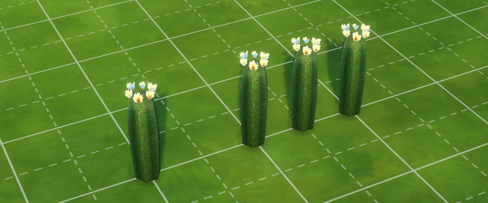 Des cactus placés sur la grille par défaut du jeu